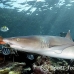 shark_reef_whitetip_1t_srmr_beqa_h_0502_fij8863.jpg